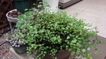 20160528181402517.jpg