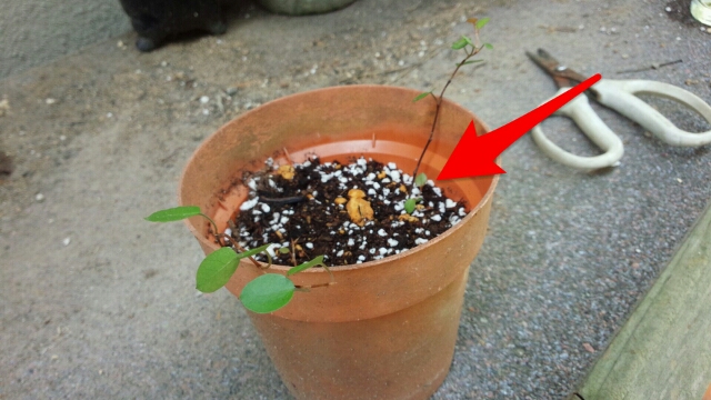 ワイヤープランツの水挿し 発根 鉢上げ 趣味の園芸 グランドカバー植物の育て方 画像