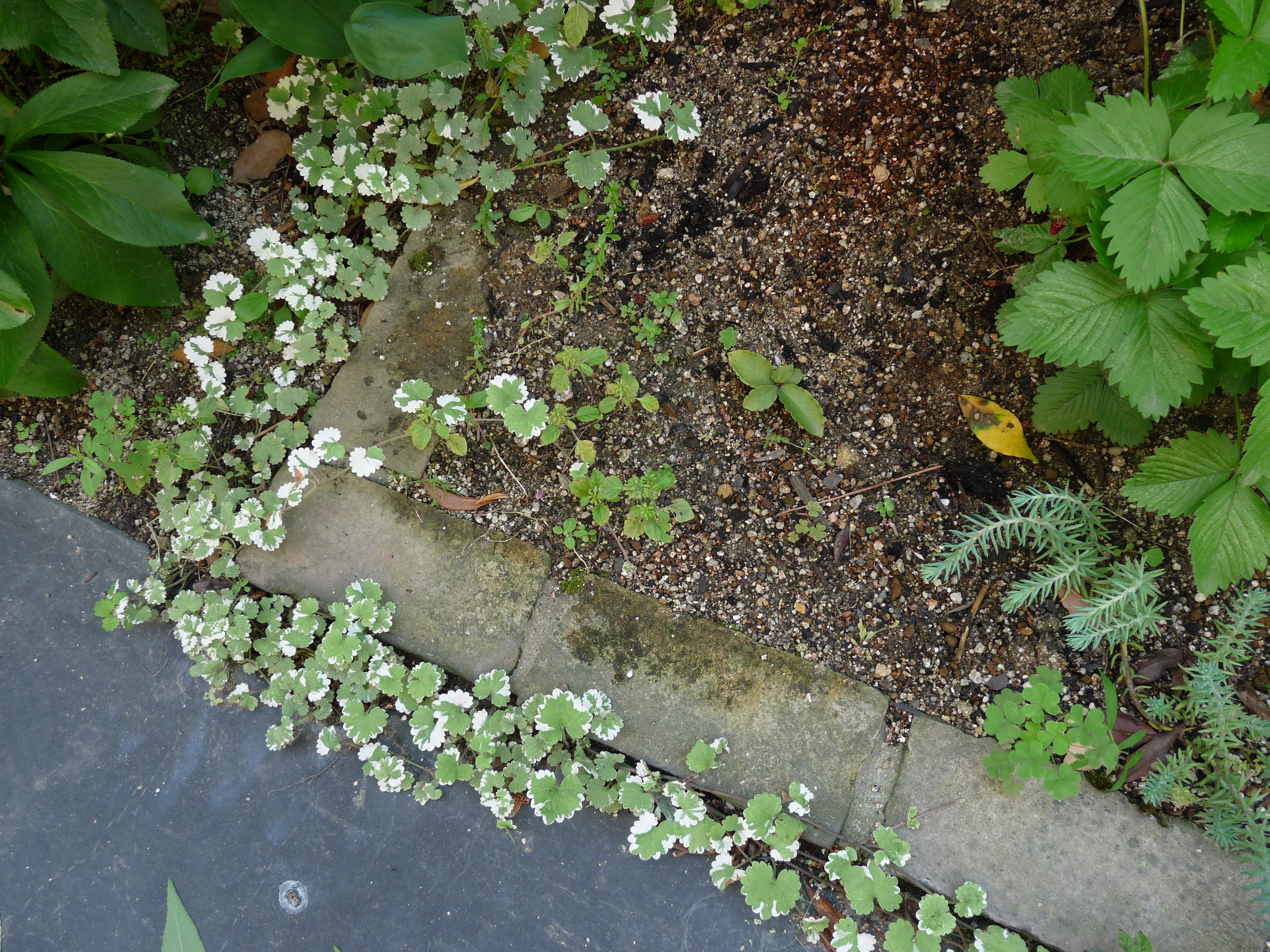 気の利いた伸び方 グレコマ 趣味の園芸 グランドカバー植物の育て方 画像